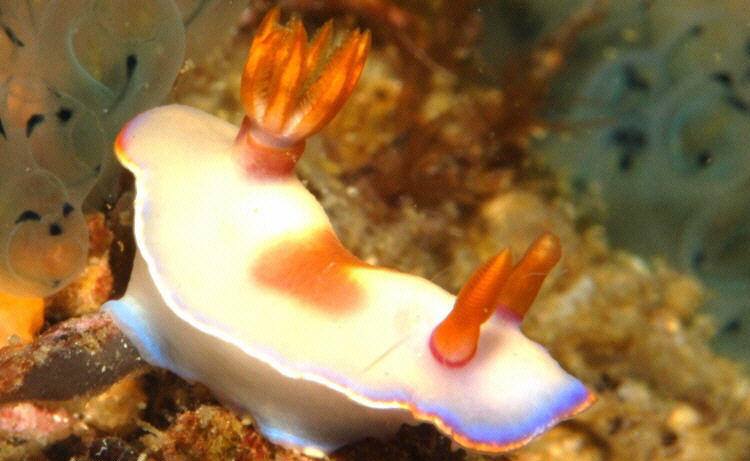 Hypselodoris spA